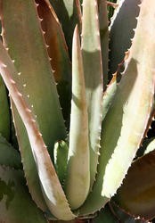 Aloe Vera Leaf