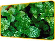 Mint Oil