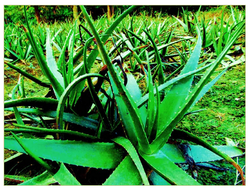 Aloe vera Plants