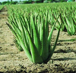 Aloe Vera Plants