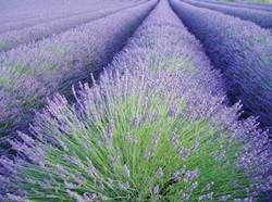 Lavender Oil