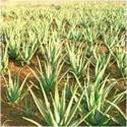 Aloe Vera Plants