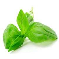 Basil Oil