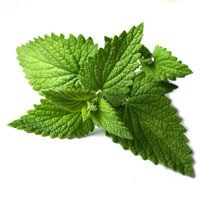 Spearmint Oil