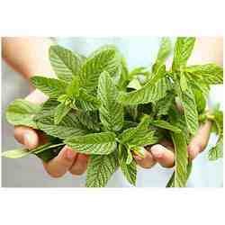 Peppermint Oil