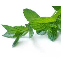 Mint Oil