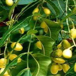 Neem Oil