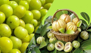 Garcinia Cambogia Extract