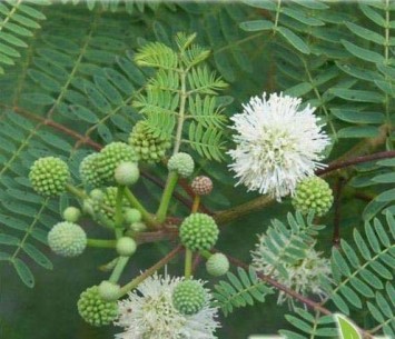 Acacia Catechu Extract