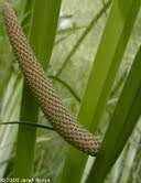 Calamus