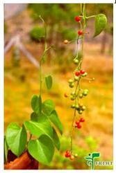 Tinospora Cordifolia