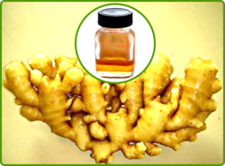 Ginger Oil