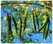 Moringa Oleifera