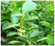 Gymnema Sylvestre