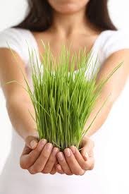 Wheatgrass