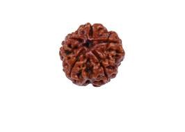 Rudraksha Beads