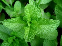 Spearmint Oil