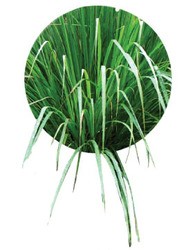 Citronella Oil