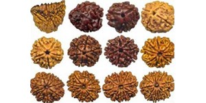 Rudraksha Bead