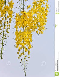 Cassia Fistula