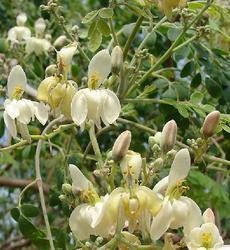 Moringa Oleifera