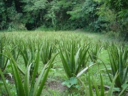 Aloe Vera Plants