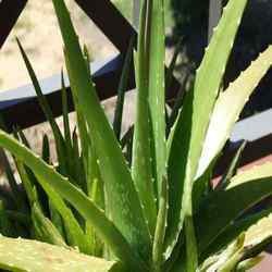 Aloe Vera Juice