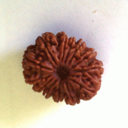 Rudraksha Beads