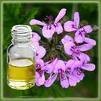 Geranium Oil