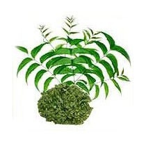 Neem Powder