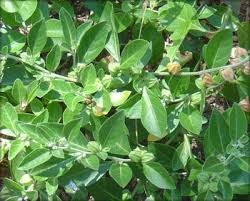 Ashwagandha Extract