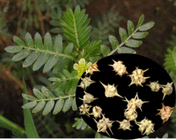 Tribulus Terrestris