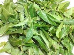 Neem Leaves