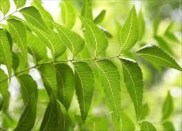 Neem Products