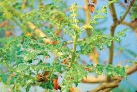 Boswellia Serrata