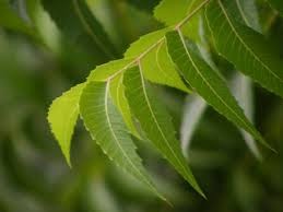 Neem Products