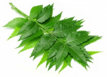 Neem Leaves