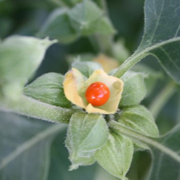 Ashwagandha / Withania somnifera