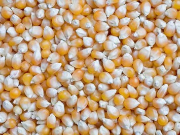 Maize (makka) 800gm.