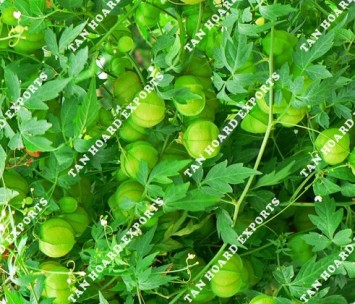 Cardiospermum halicacabum Balloon Vine powder form