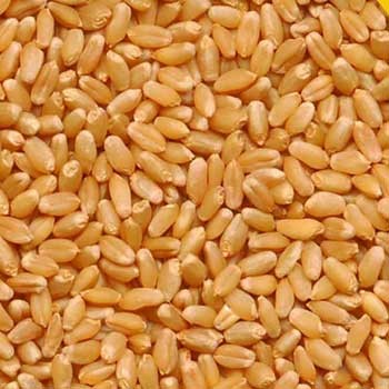 Wheat (Gehoon) 800gm.