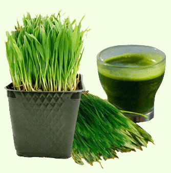 RITS WHEATGRASS