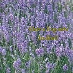 Lavender Oil