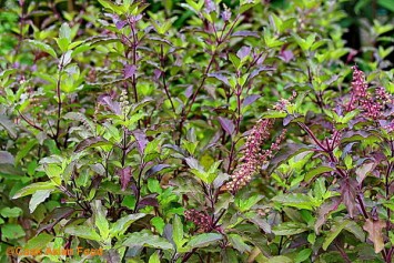 tulasi plants