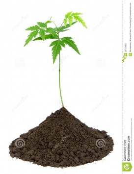 neem plants