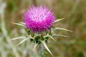 Milk thistle extract