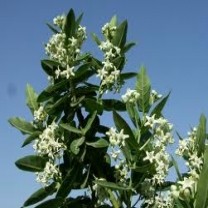 Calotropis Gigantea Extract