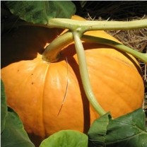 Pumpkin Seed Extract