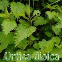 Stinging Nettle Leaf Extract