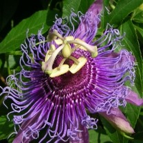 Passion Flower Extract